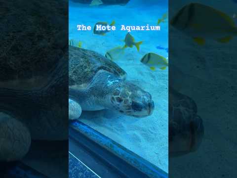 Sea turtle at Mote Aquarium