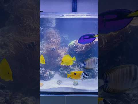 Colorful fish swimming in a reef aquarium